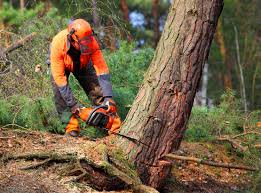 Trusted Arcadia, WI Tree Care Services Experts