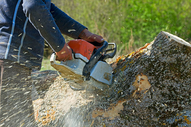 How Our Tree Care Process Works  in  Arcadia, WI